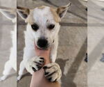 Small #3 Pembroke Welsh Corgi Mix
