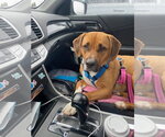 Small #3 American Staffordshire Terrier Mix