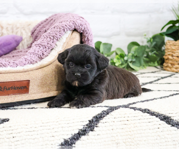 Medium Photo #1 Shih-Poo Puppy For Sale in SYRACUSE, IN, USA