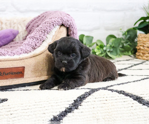 Shih-Poo Puppy for sale in SYRACUSE, IN, USA