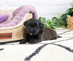 Image preview for Ad Listing. Nickname: Hermione