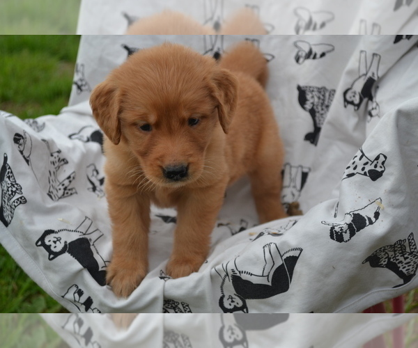 Medium Photo #1 Golden Retriever Puppy For Sale in GREENWOOD, WI, USA