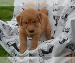 Puppy Rylie Golden Retriever