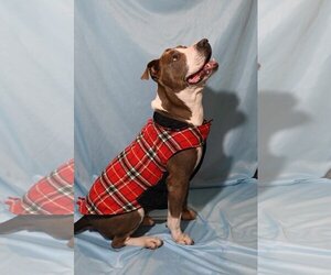 American Pit Bull Terrier-Unknown Mix Dogs for adoption in The Woodlands, TX, USA