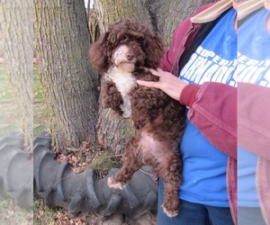 Poodle (Toy) Puppy for sale in LE MARS, IA, USA