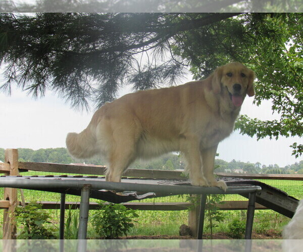 Medium Photo #67 English Cream Golden Retriever Puppy For Sale in NORTHWOOD, OH, USA