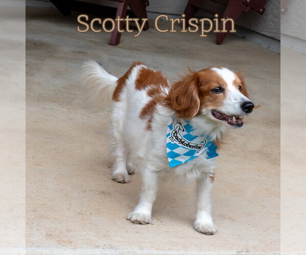 Medium Photo #16 Dachshund Puppy For Sale in San Antonio, TX, USA