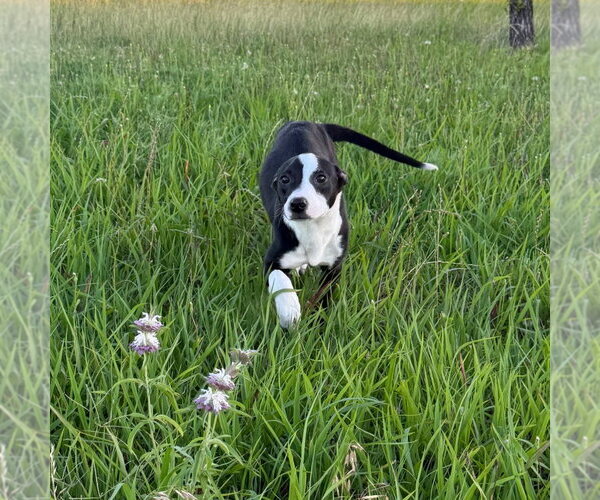 Medium Photo #2 Boston Terrier-Unknown Mix Puppy For Sale in Canton, CT, USA