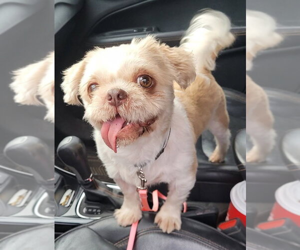 Medium Photo #1 Shih Tzu Puppy For Sale in Brights Grove, Ontario, Canada
