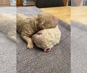 Goldendoodle Puppy for sale in N HIGHLANDS, CA, USA