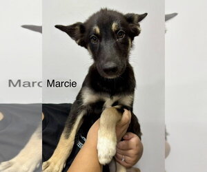 Gerberian Shepsky Dogs for adoption in El Centro, CA, USA