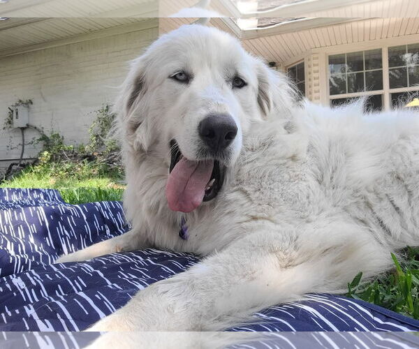 Medium Photo #13 Great Pyrenees Puppy For Sale in Spring, TX, USA