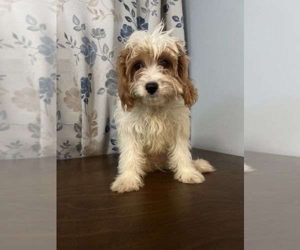Medium Photo #72 Cavapoo-Poodle (Miniature) Mix Puppy For Sale in DURHAM, CT, USA