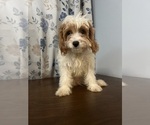 Small #71 Cavapoo-Poodle (Miniature) Mix