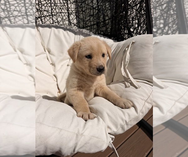 Medium Photo #9 Goberian-Labrador Retriever Mix Puppy For Sale in LA CENTER, WA, USA