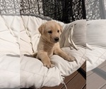 Litter of 8 - Male(s) and Female(s) Goberian-Labrador Retriever MixLitter of Puppies for Sale - Photo #9