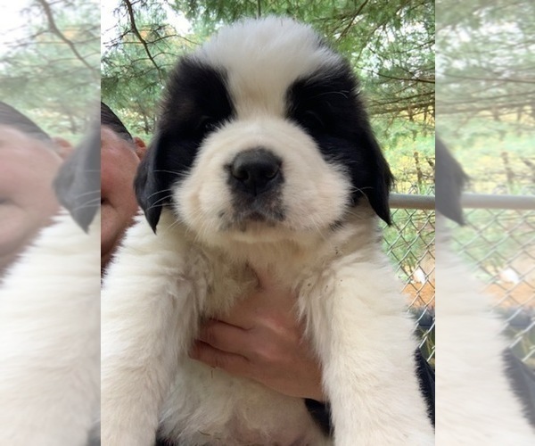 Medium Photo #1 Saint Bernard Puppy For Sale in NEW PHILA, OH, USA