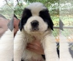 Small Photo #1 Saint Bernard Puppy For Sale in NEW PHILA, OH, USA