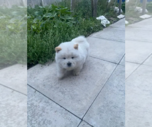 Chow Chow Puppy for sale in SANTA ANA, CA, USA