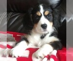 Small Photo #10 Australian Shepherd-Cavalier King Charles Spaniel Mix Puppy For Sale in HOWLAND, OH, USA