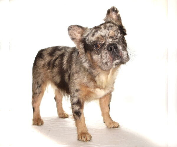 Medium Photo #2 French Bulldog-Unknown Mix Puppy For Sale in Oakland Park, FL, USA