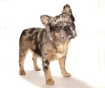 Small #1 French Bulldog Mix