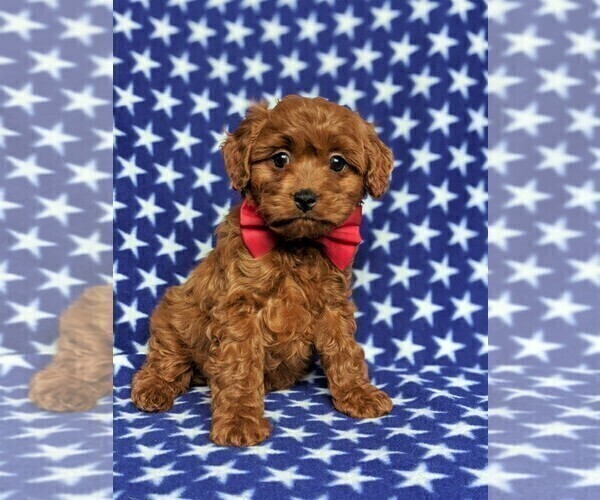 Medium Photo #3 Cavapoo Puppy For Sale in QUARRYVILLE, PA, USA