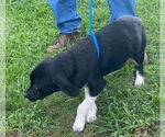 Small #3 Labrador Retriever Mix