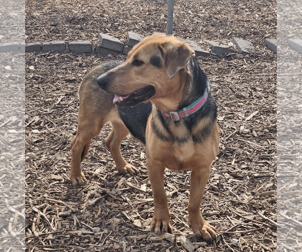 Medium Photo #5 Beagle-Unknown Mix Puppy For Sale in Bloomingdale, NJ, USA