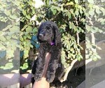 Small Photo #6 Goldendoodle Puppy For Sale in ARTESIA, CA, USA
