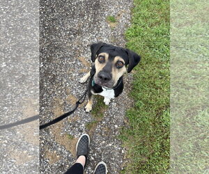 Mutt Dogs for adoption in Williamsburg, IA, USA