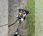 Small Mutt