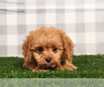 Small #1 Cavapoo