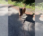 Small Photo #2 Mutt Puppy For Sale in Imlay City, MI, USA