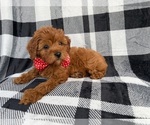 Small #1 Cavapoo (Miniature)