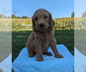 Goldendoodle (Miniature) Puppy for sale in FREDERICKSBURG, OH, USA