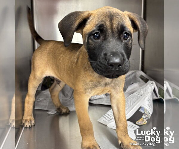 Medium Photo #4 Mutt Puppy For Sale in Washington, DC, USA