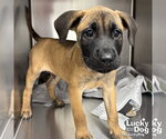 Small #3 Mutt