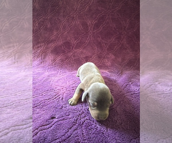 Medium Photo #25 Dachshund Puppy For Sale in BLMGTN, IN, USA