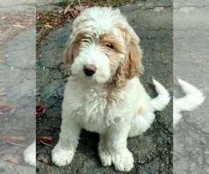 Labradoodle Puppy for sale in CARNEGIE, PA, USA