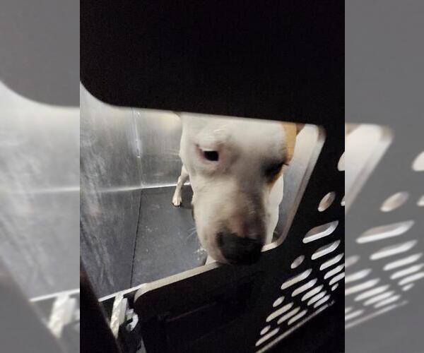 Medium Photo #1 American Staffordshire Terrier-Unknown Mix Puppy For Sale in San Antonio, TX, USA