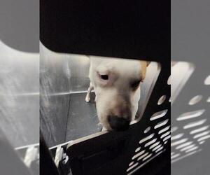 American Staffordshire Terrier-Unknown Mix Dogs for adoption in San Antonio, TX, USA