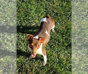 Mother of the Harlequin Pinscher puppies born on 05/31/2026