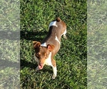 Small Photo #1 Harlequin Pinscher Puppy For Sale in OLATHE, KS, USA