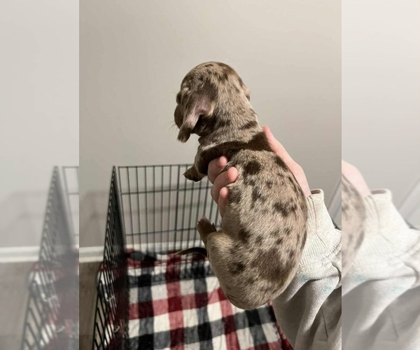 Medium Photo #1 Dachshund Puppy For Sale in DANVILLE, VA, USA