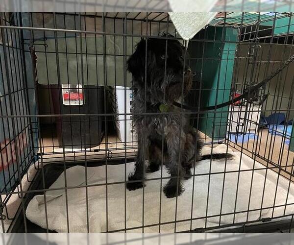 Medium Photo #1 Mutt Puppy For Sale in Pasadena, CA, USA