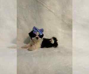 Medium Shih Tzu