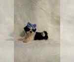 Puppy Brittany Shih Tzu
