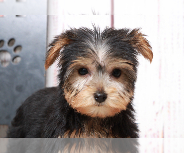 Medium Photo #4 Morkie Puppy For Sale in MARIETTA, GA, USA