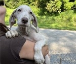 Puppy AKC Misty Great Dane